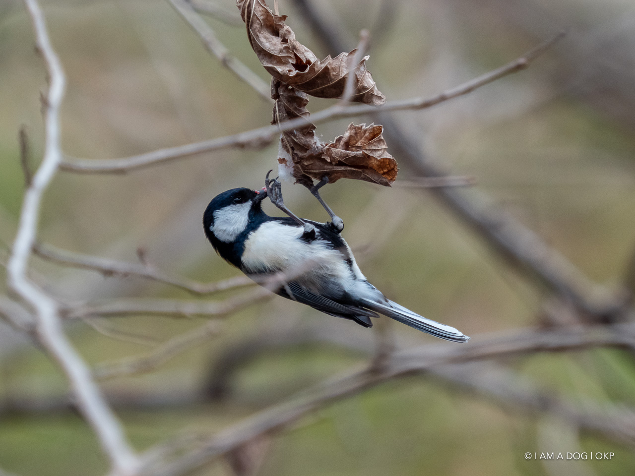 f:id:OKP:20210203170045j:plain