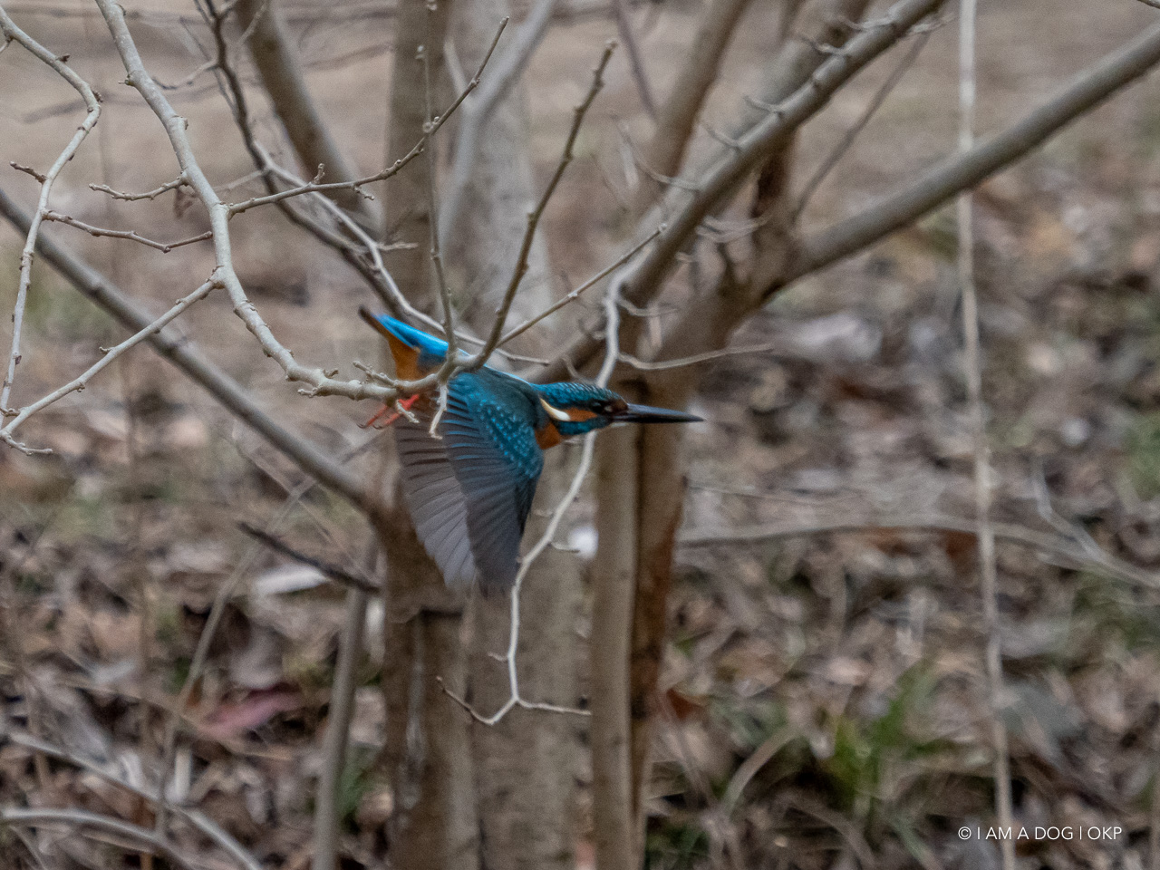 f:id:OKP:20210203170116j:plain