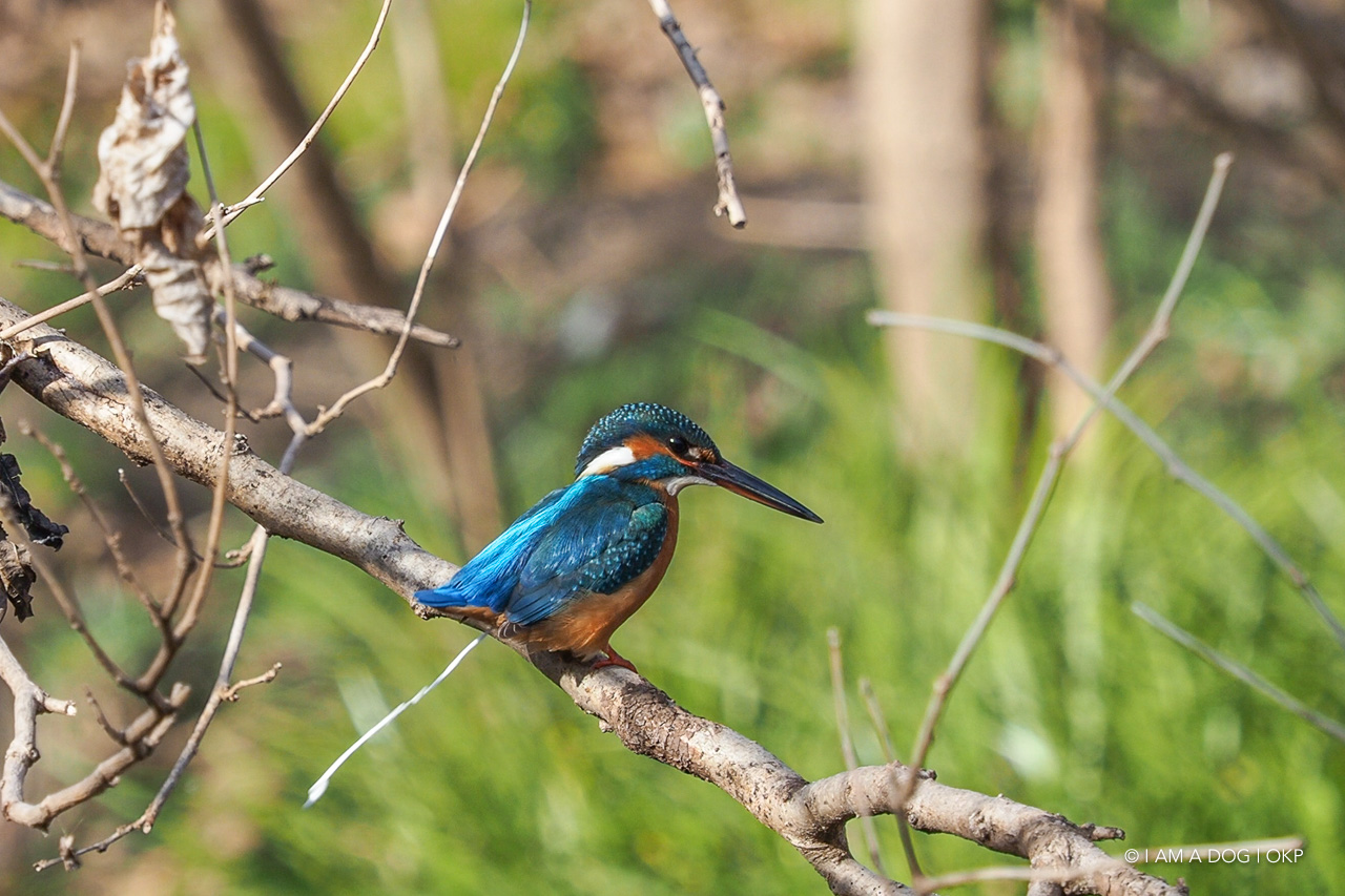 f:id:OKP:20210203182634j:plain