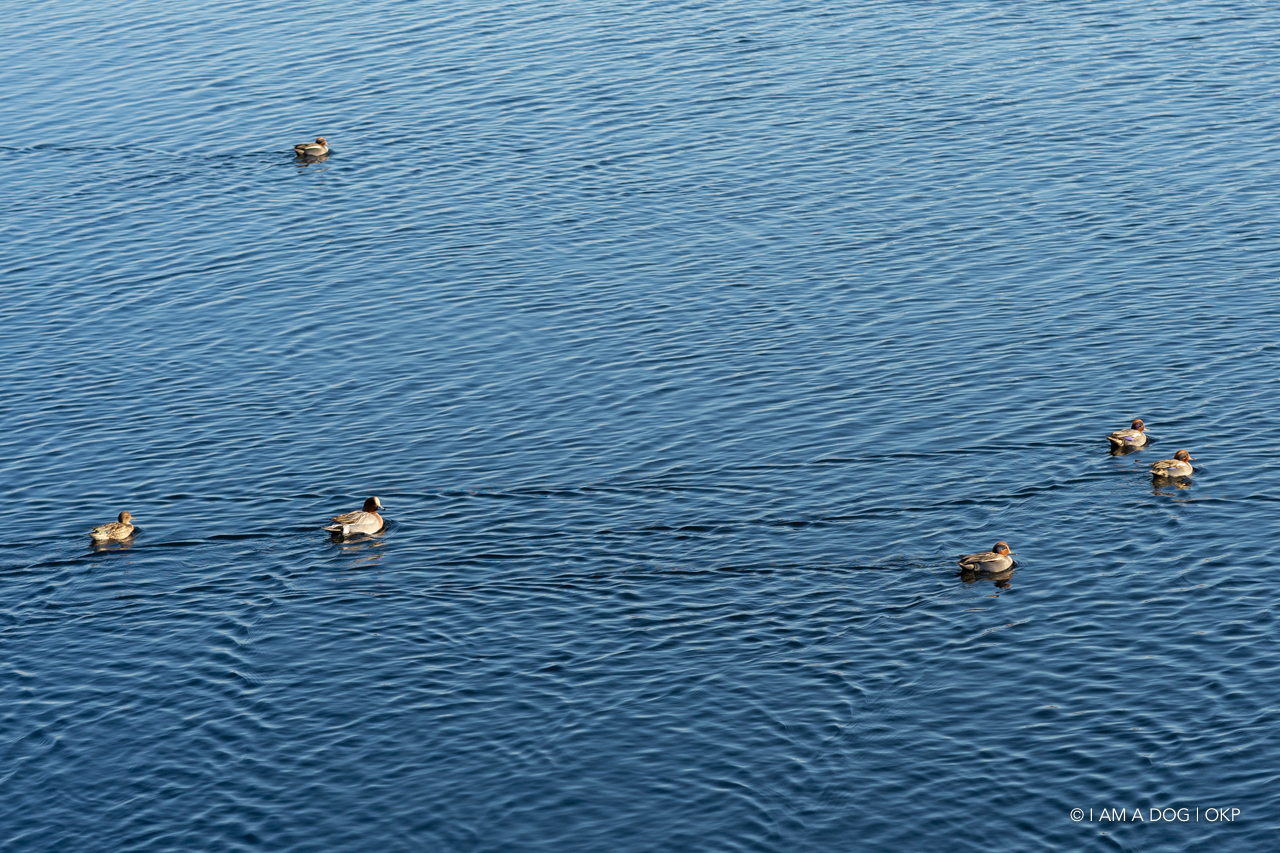 f:id:OKP:20210205171326j:plain