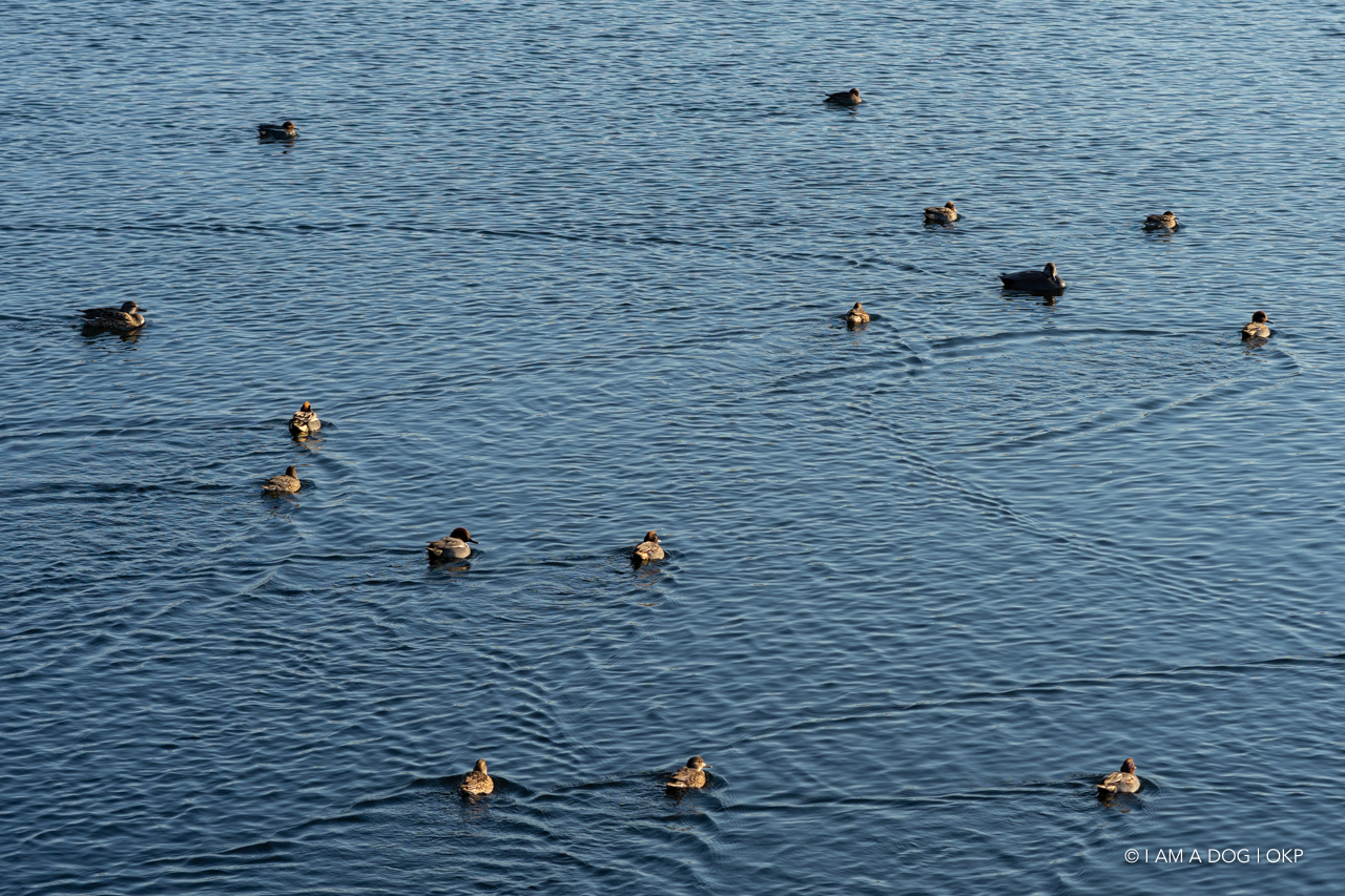 f:id:OKP:20210205171332j:plain