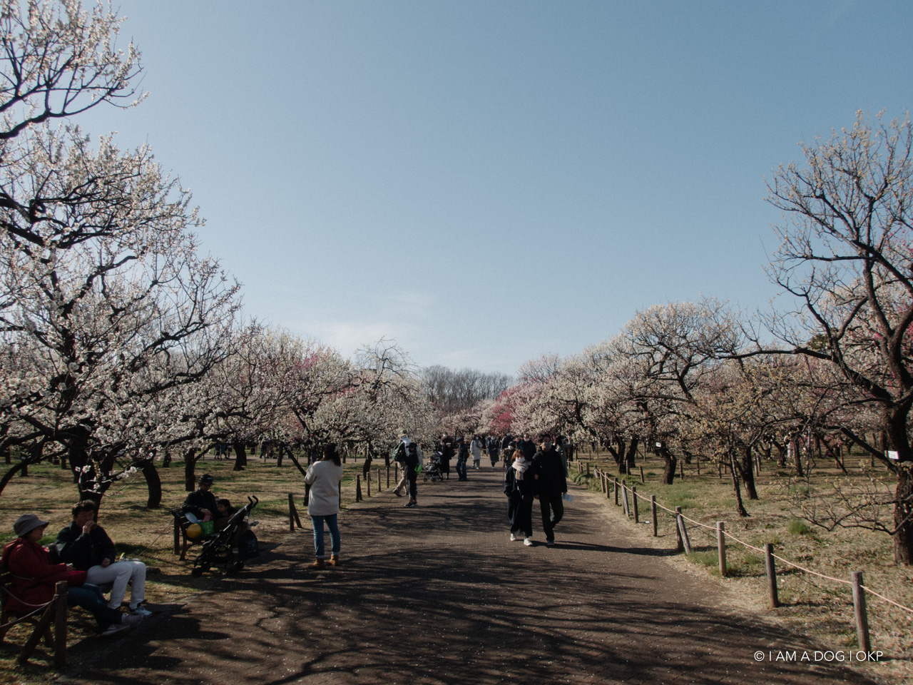 f:id:OKP:20210228190155j:plain