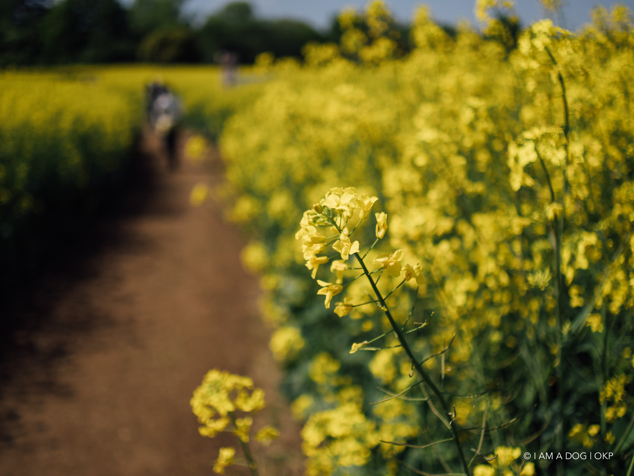 f:id:OKP:20210421102024j:plain