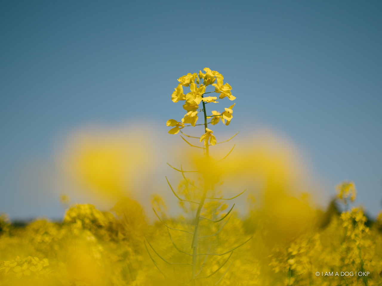 f:id:OKP:20210421102034j:plain