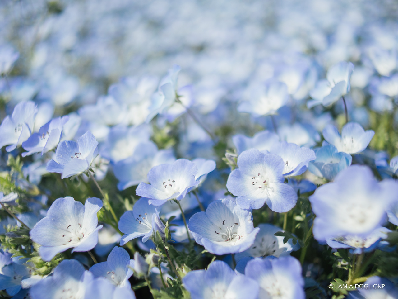 f:id:OKP:20210421102105j:plain