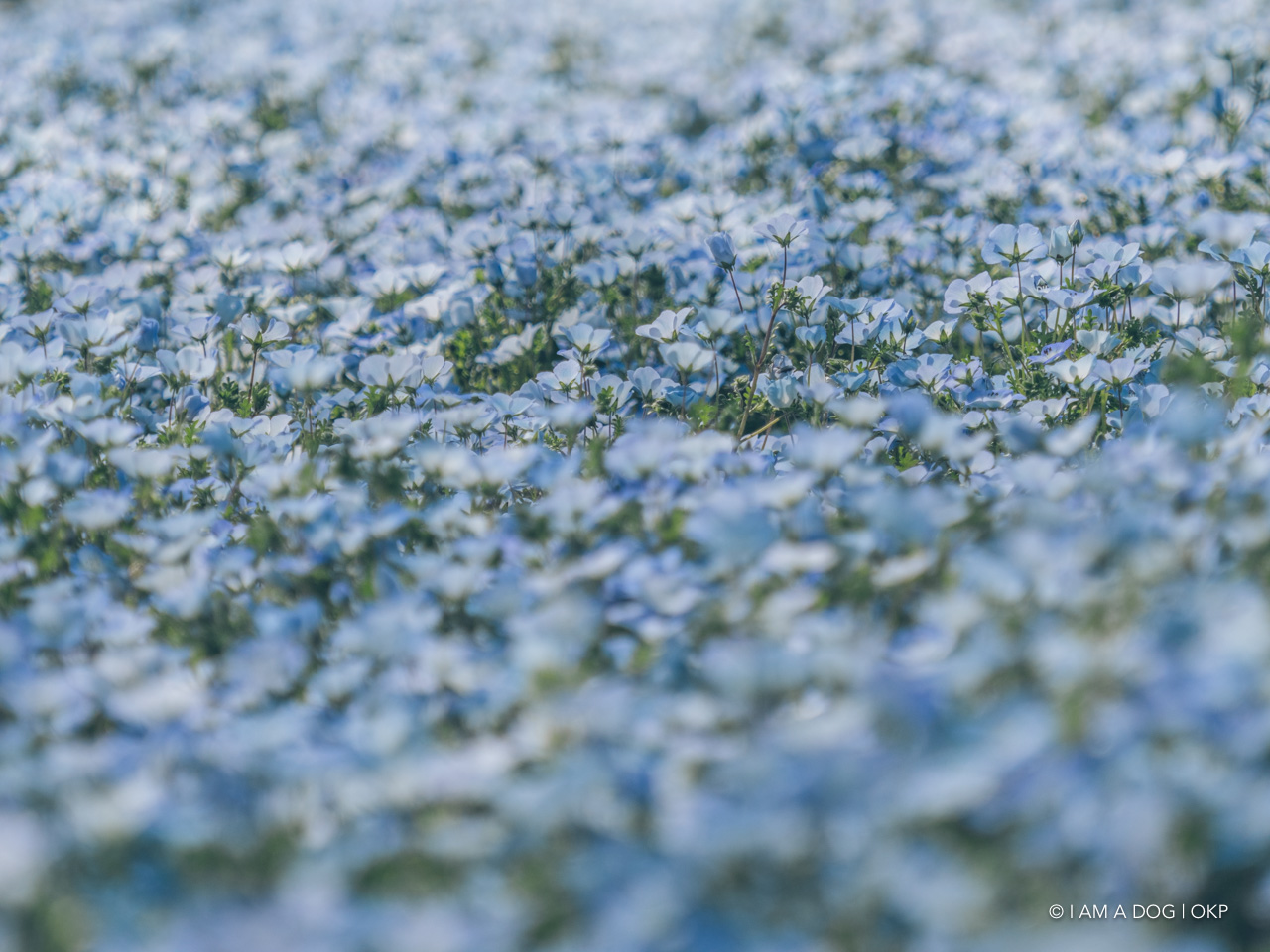 f:id:OKP:20210421102136j:plain