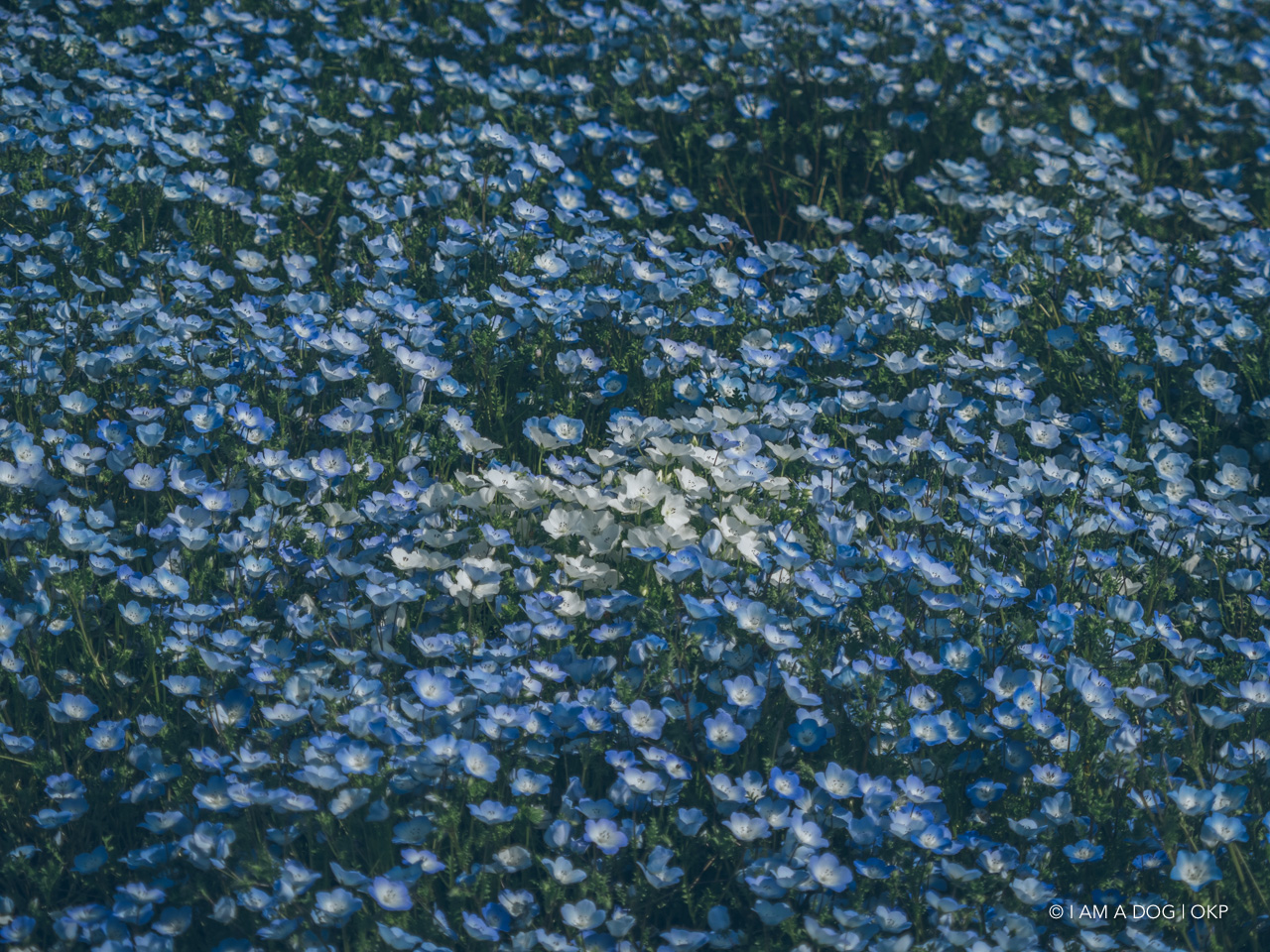 f:id:OKP:20210421102147j:plain