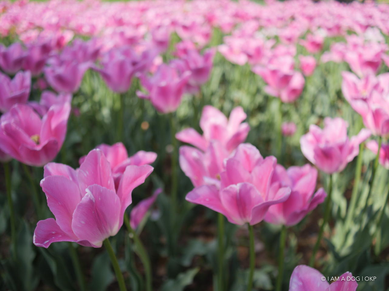 f:id:OKP:20210421102203j:plain