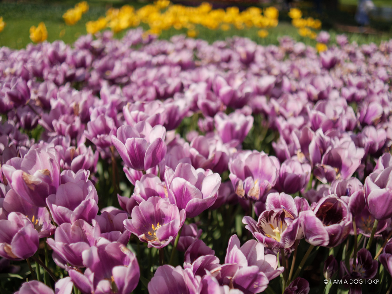 f:id:OKP:20210421102208j:plain