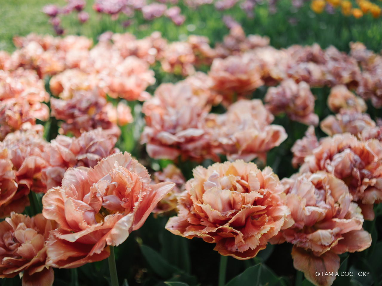 f:id:OKP:20210421102213j:plain