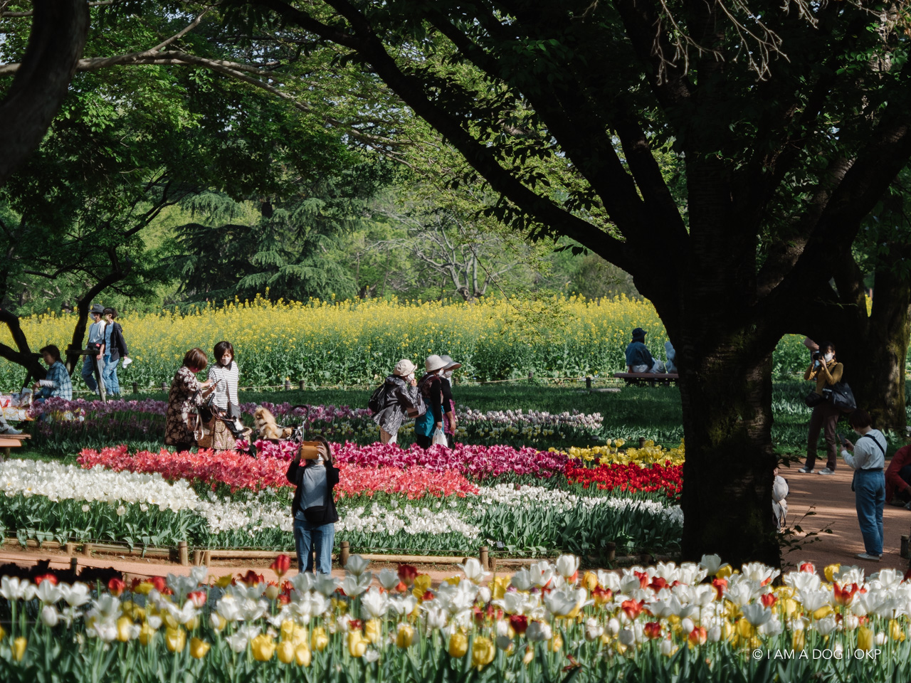 f:id:OKP:20210421102238j:plain