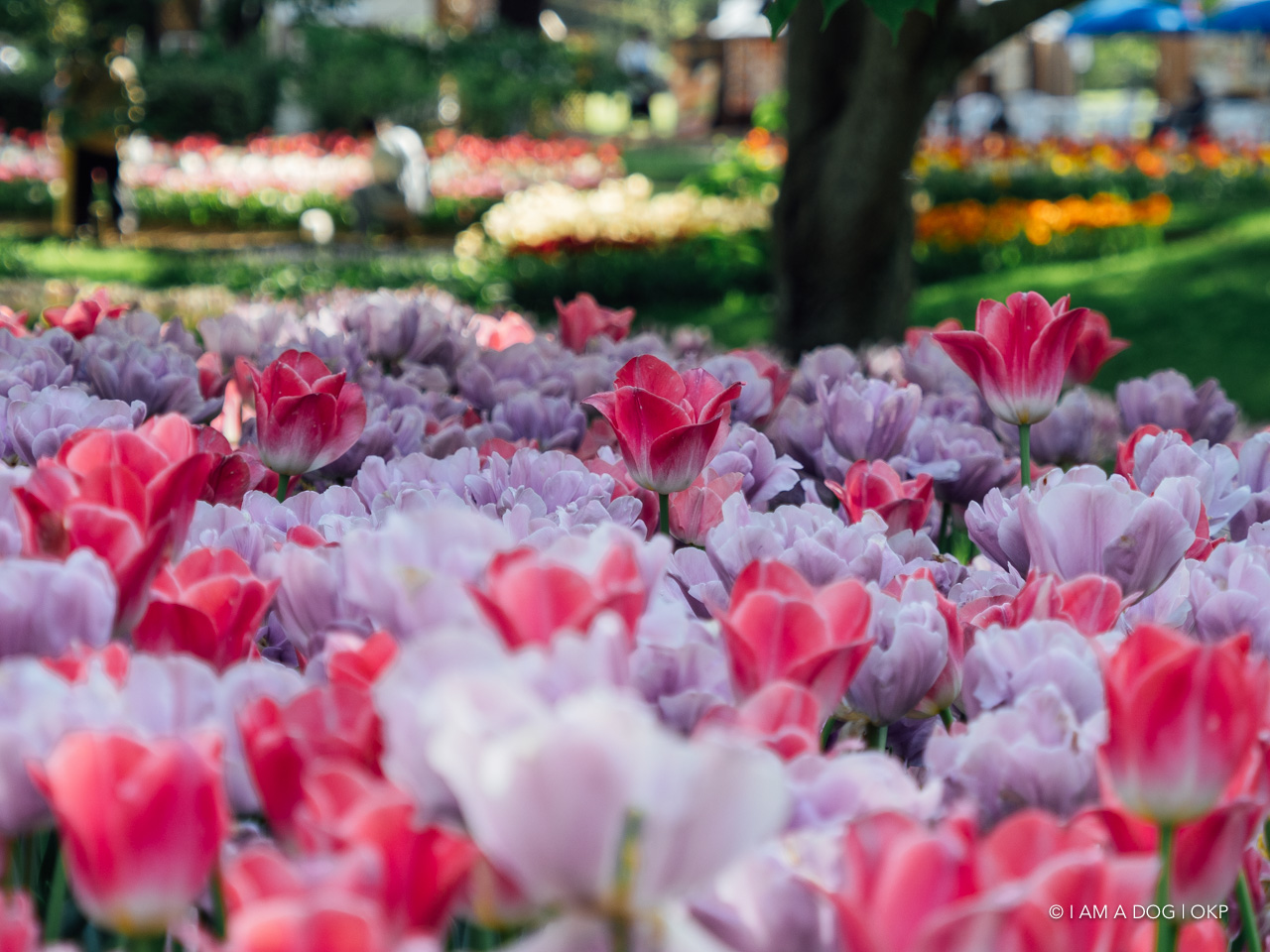 f:id:OKP:20210421102250j:plain