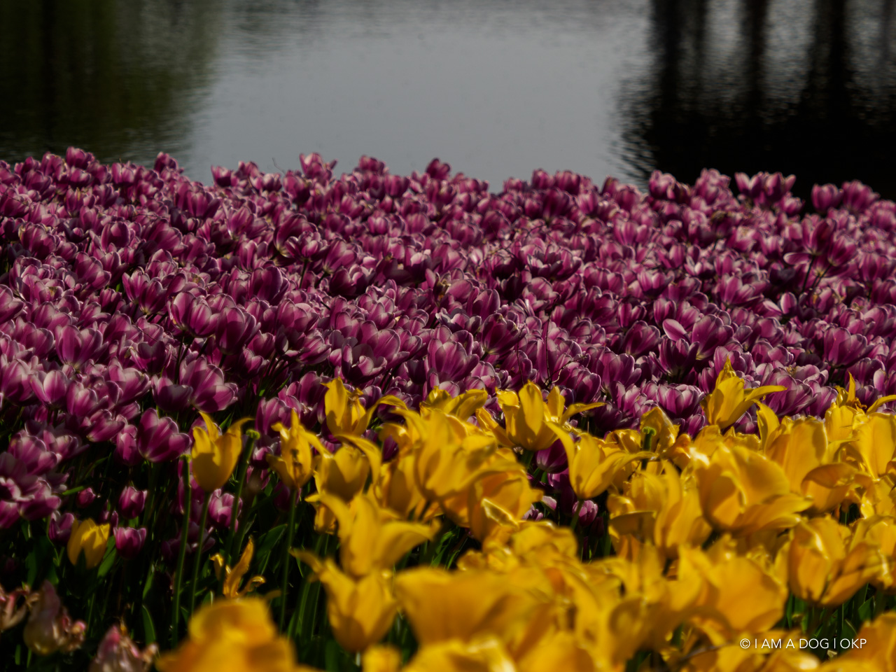 f:id:OKP:20210421102306j:plain