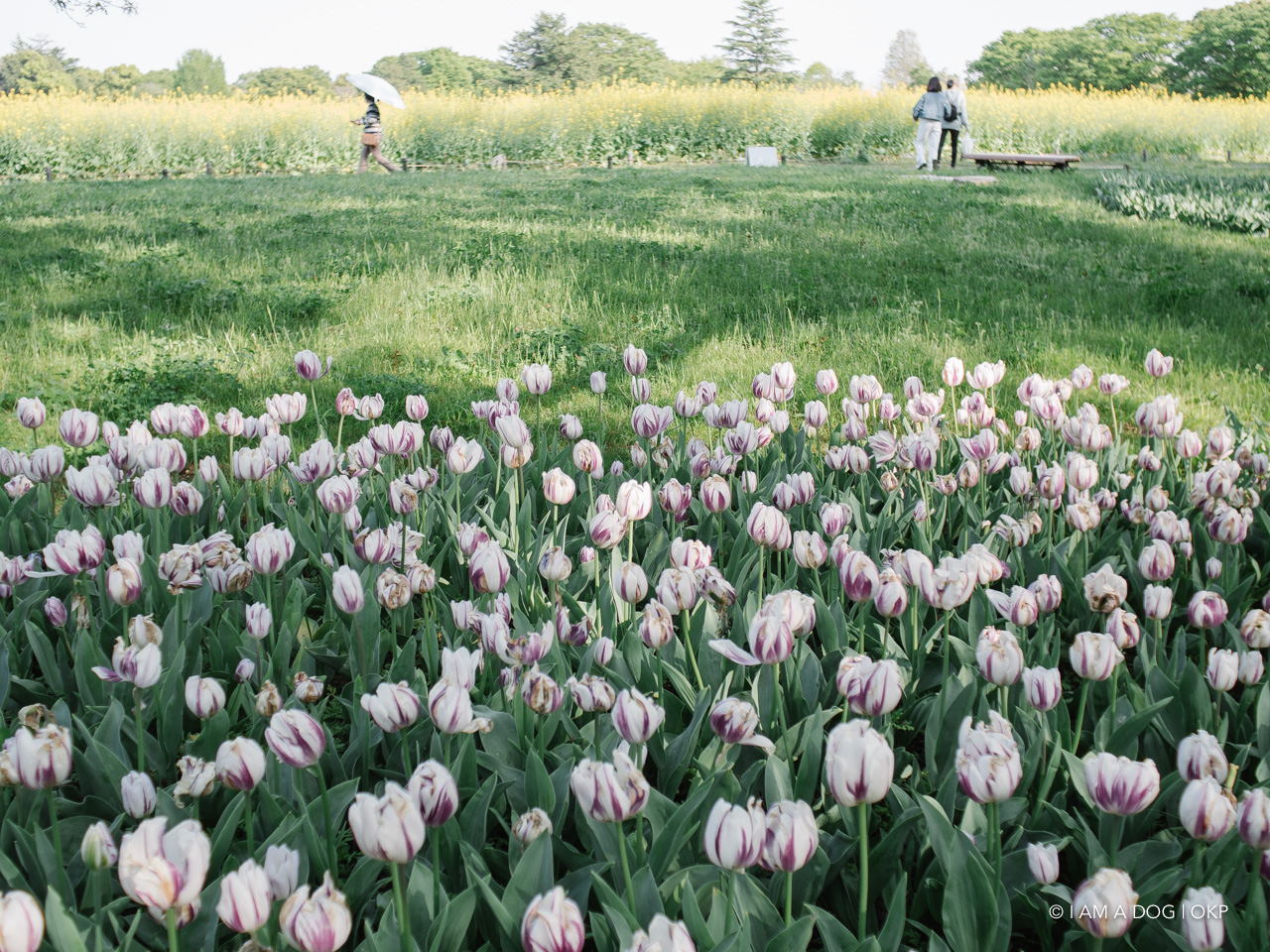 f:id:OKP:20210421102312j:plain