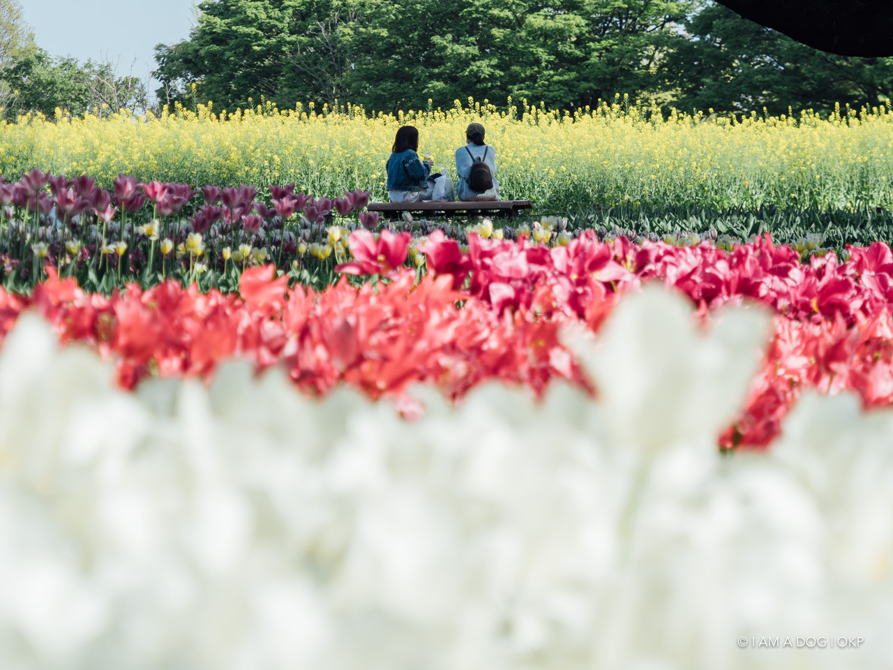 f:id:OKP:20210421102316j:plain