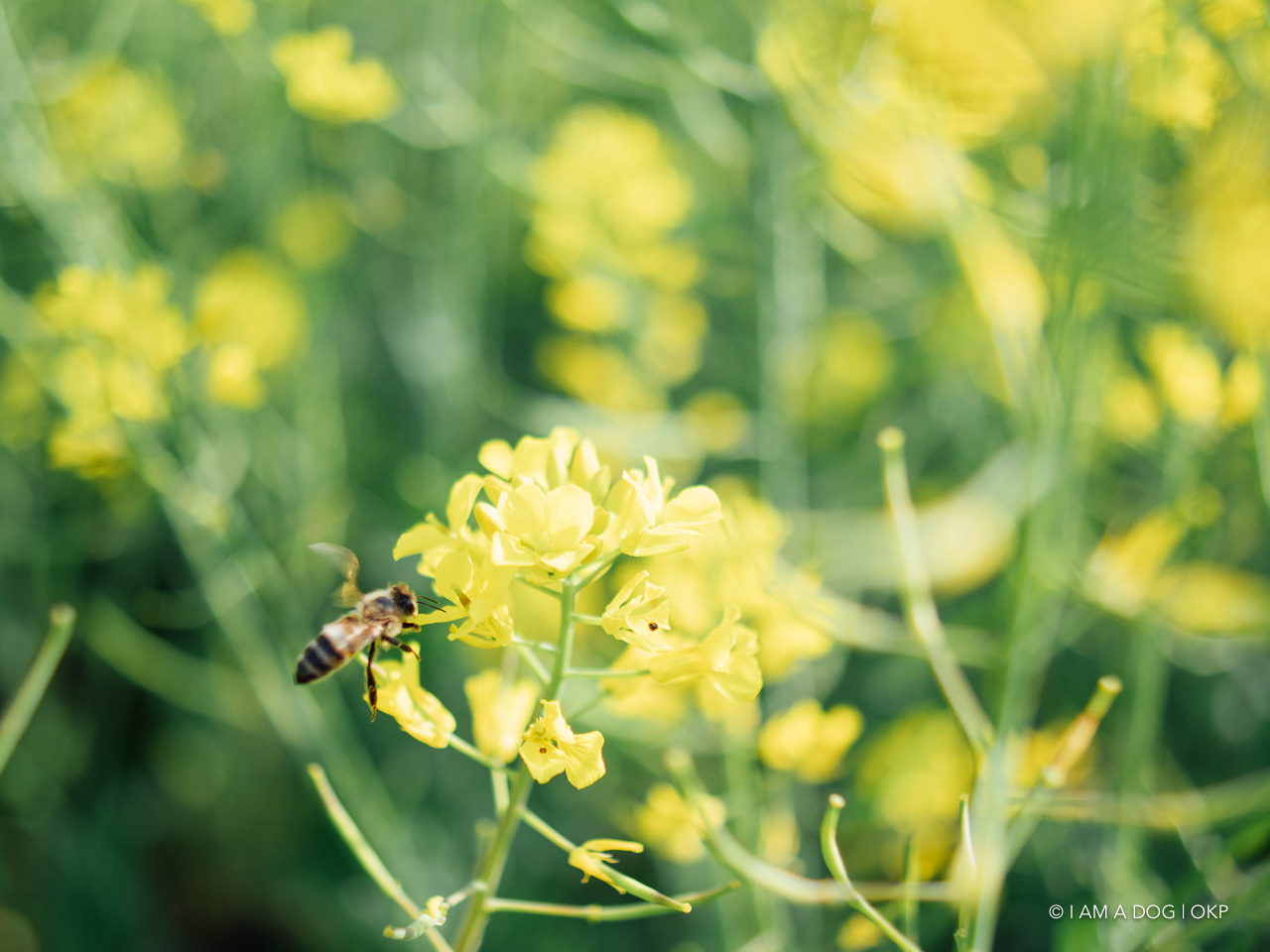 f:id:OKP:20210421102337j:plain