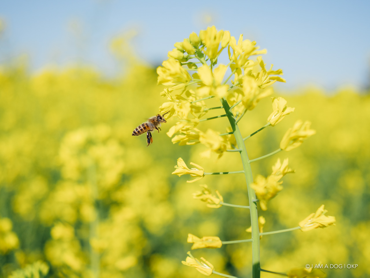 f:id:OKP:20210421102346j:plain