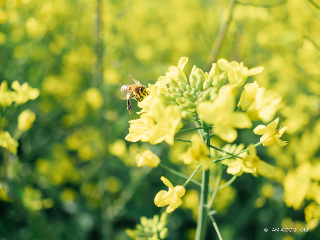 f:id:OKP:20210421102351j:plain