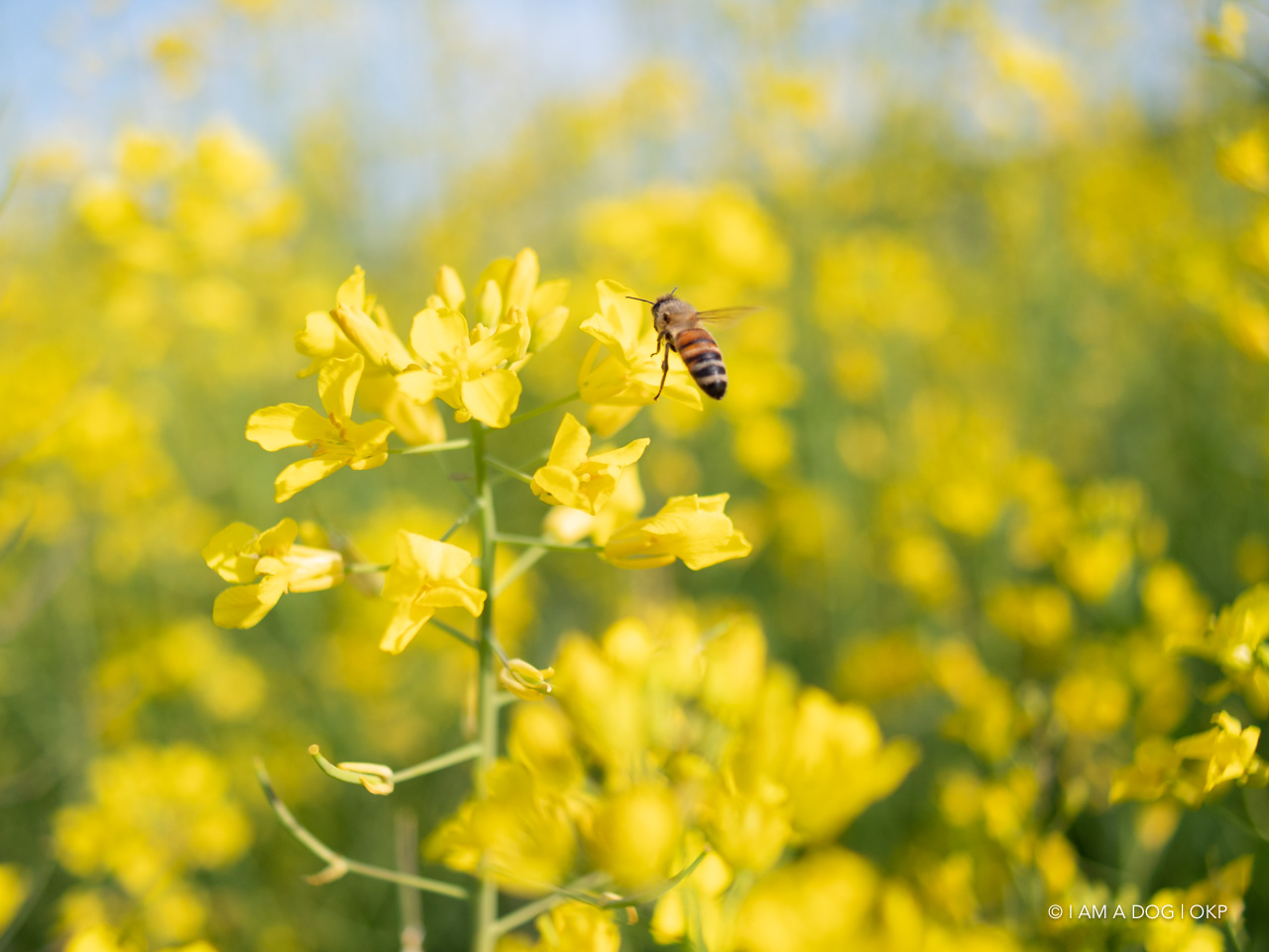 f:id:OKP:20210421102355j:plain