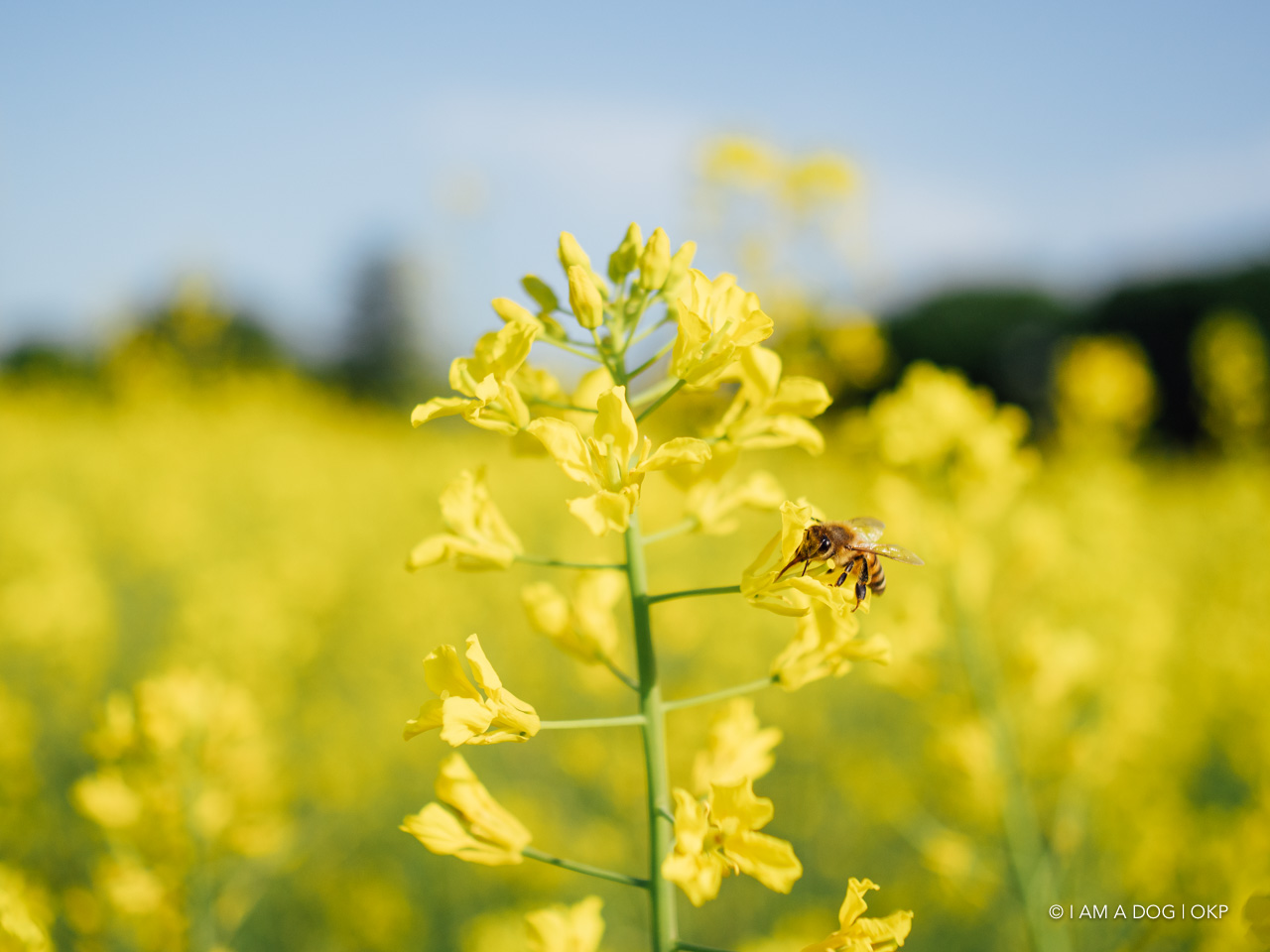 f:id:OKP:20210421102400j:plain