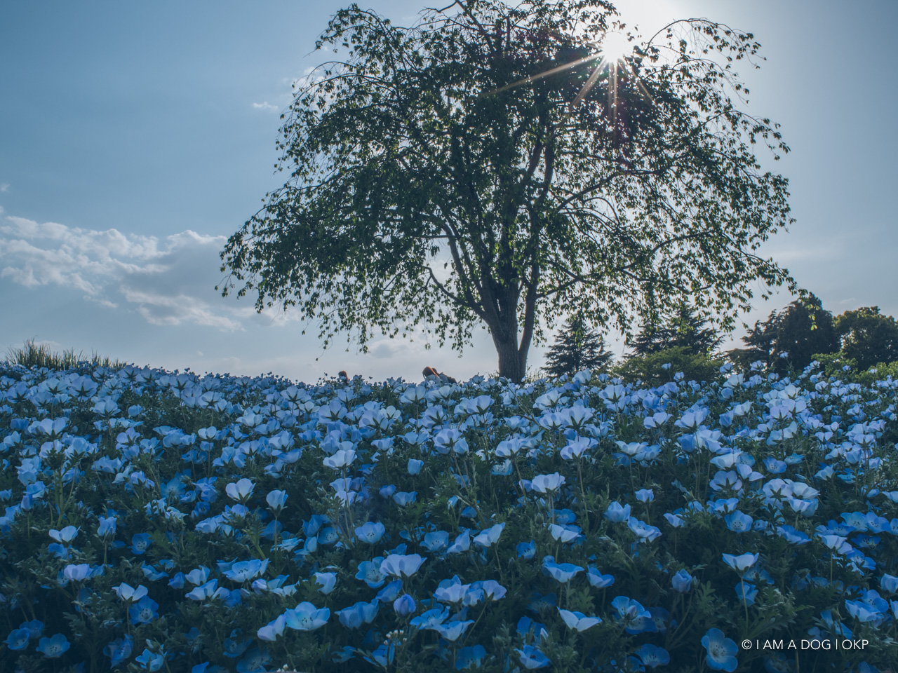 f:id:OKP:20210421102405j:plain