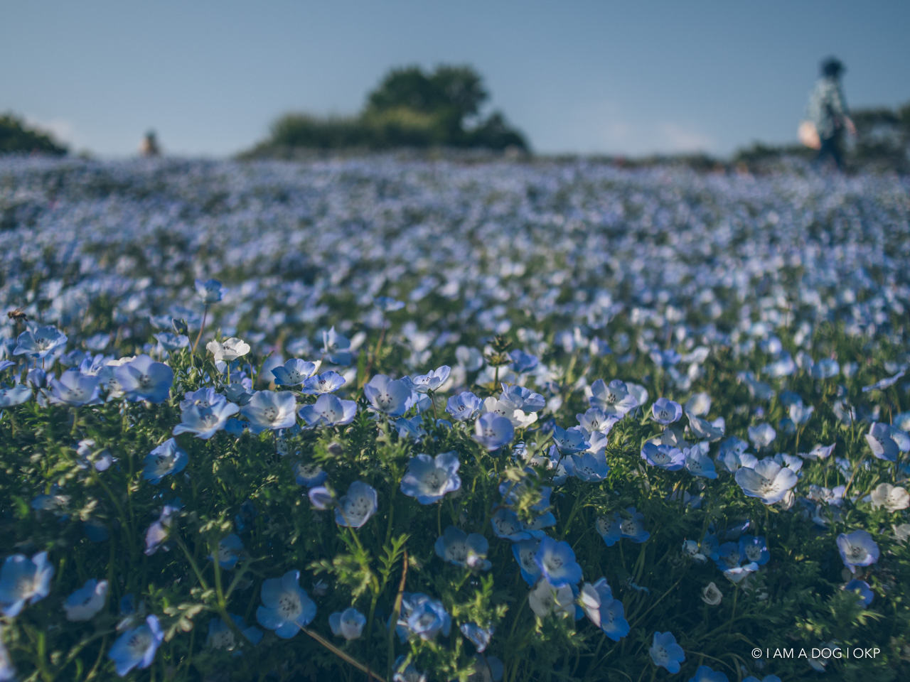 f:id:OKP:20210421102415j:plain