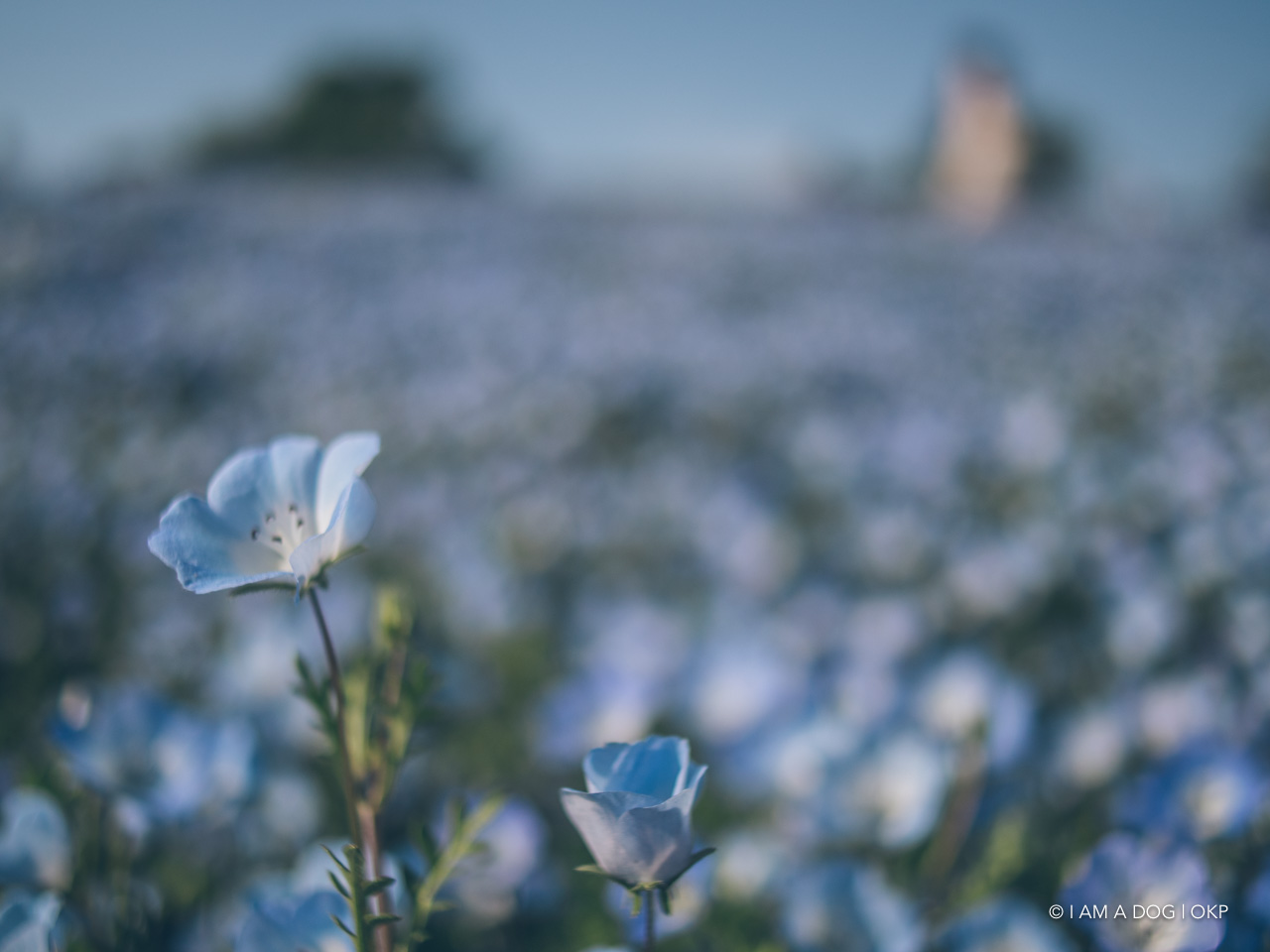 f:id:OKP:20210421102419j:plain