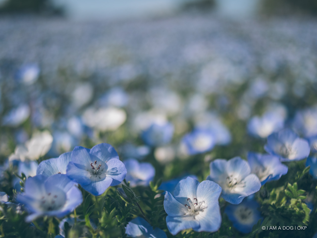 f:id:OKP:20210421102424j:plain