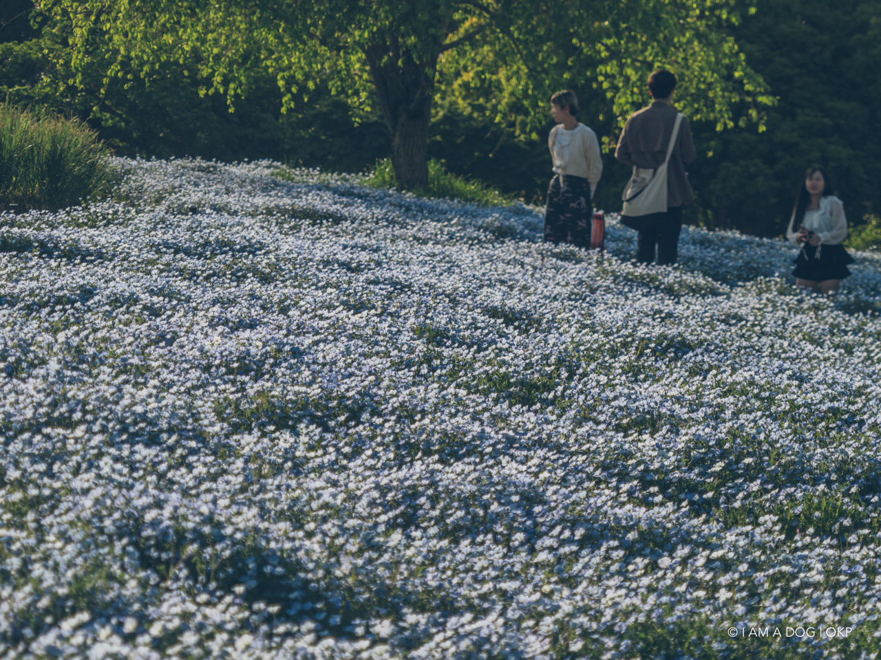 f:id:OKP:20210421102445j:plain