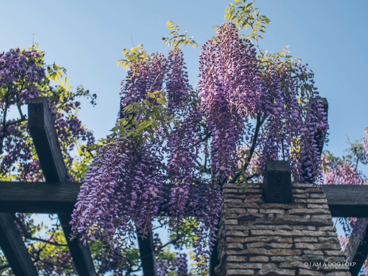 f:id:OKP:20210421102459j:plain