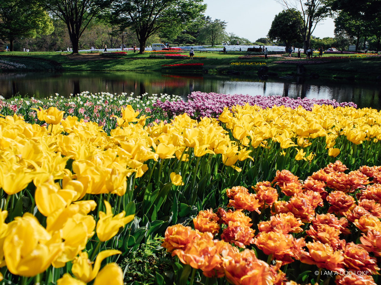 f:id:OKP:20210421102518j:plain