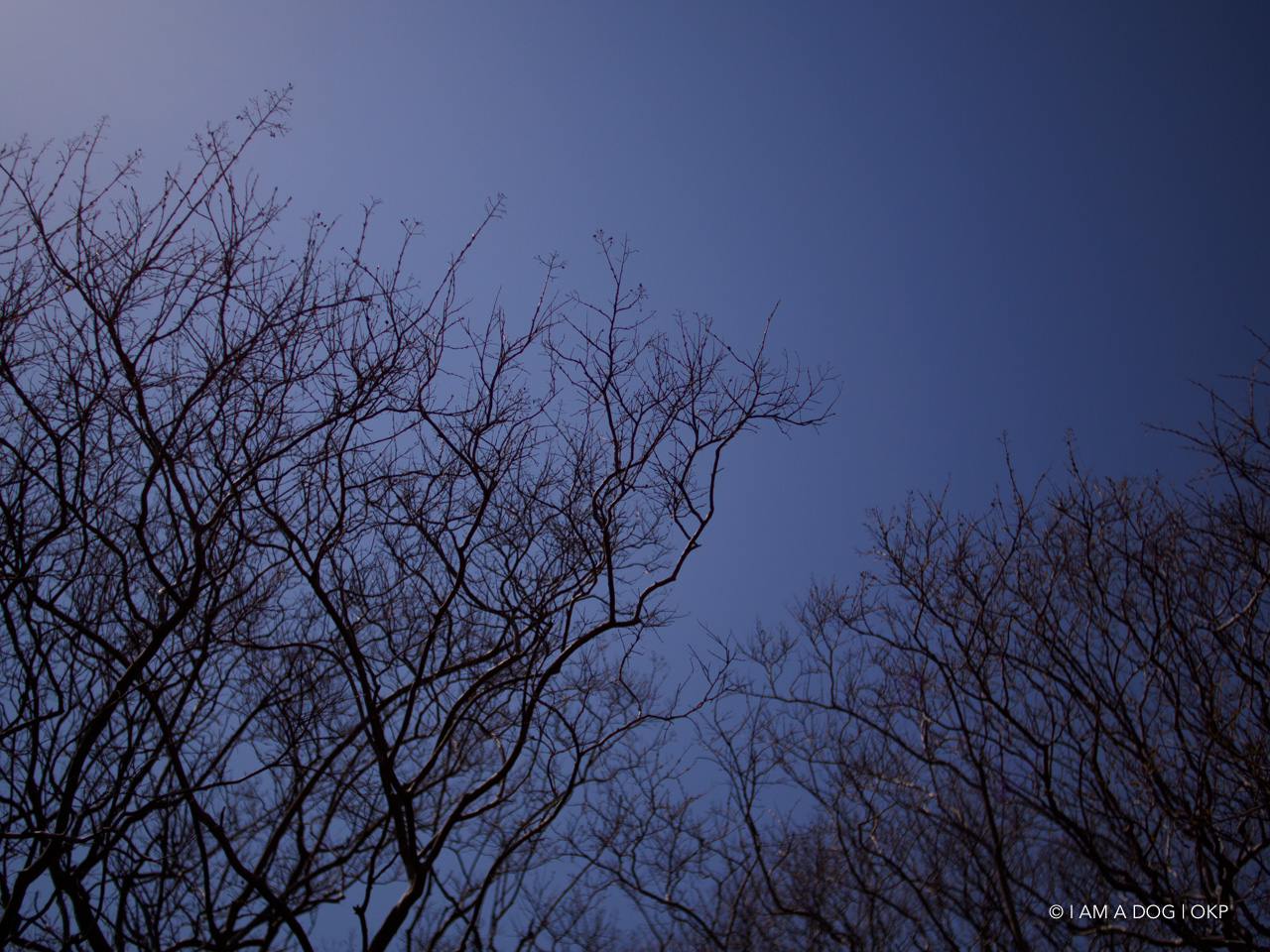 f:id:OKP:20210512182501j:plain