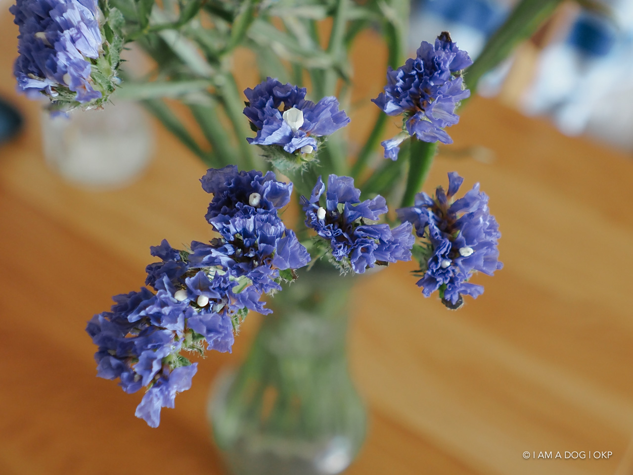 f:id:OKP:20210819171450j:plain