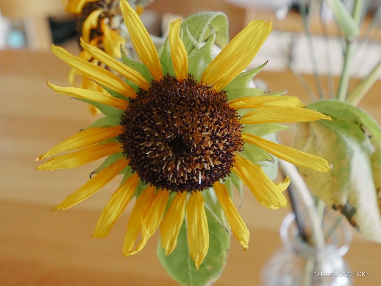 f:id:OKP:20210819171501j:plain