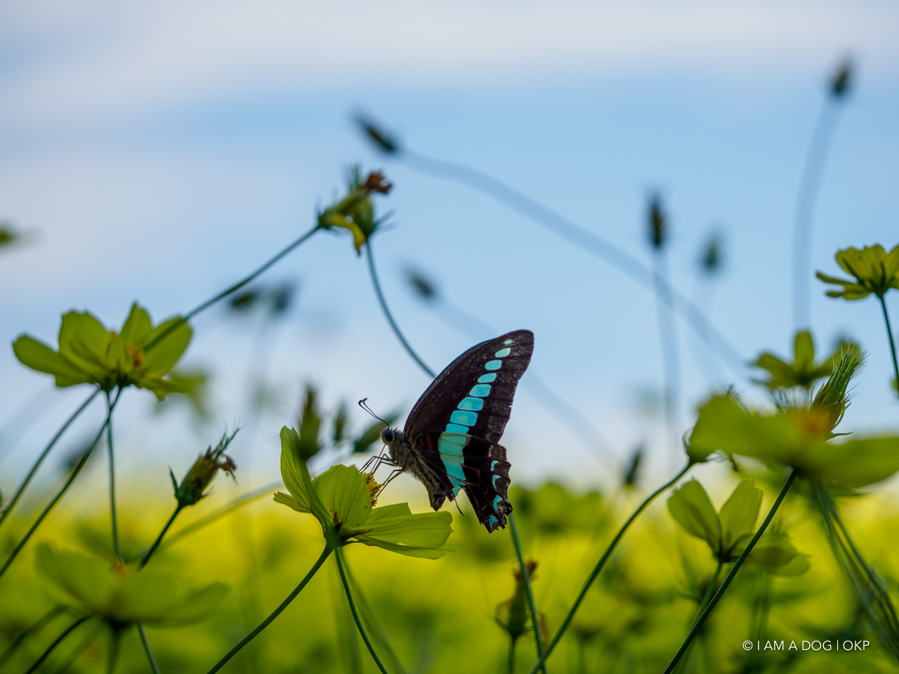 f:id:OKP:20210925170843j:plain