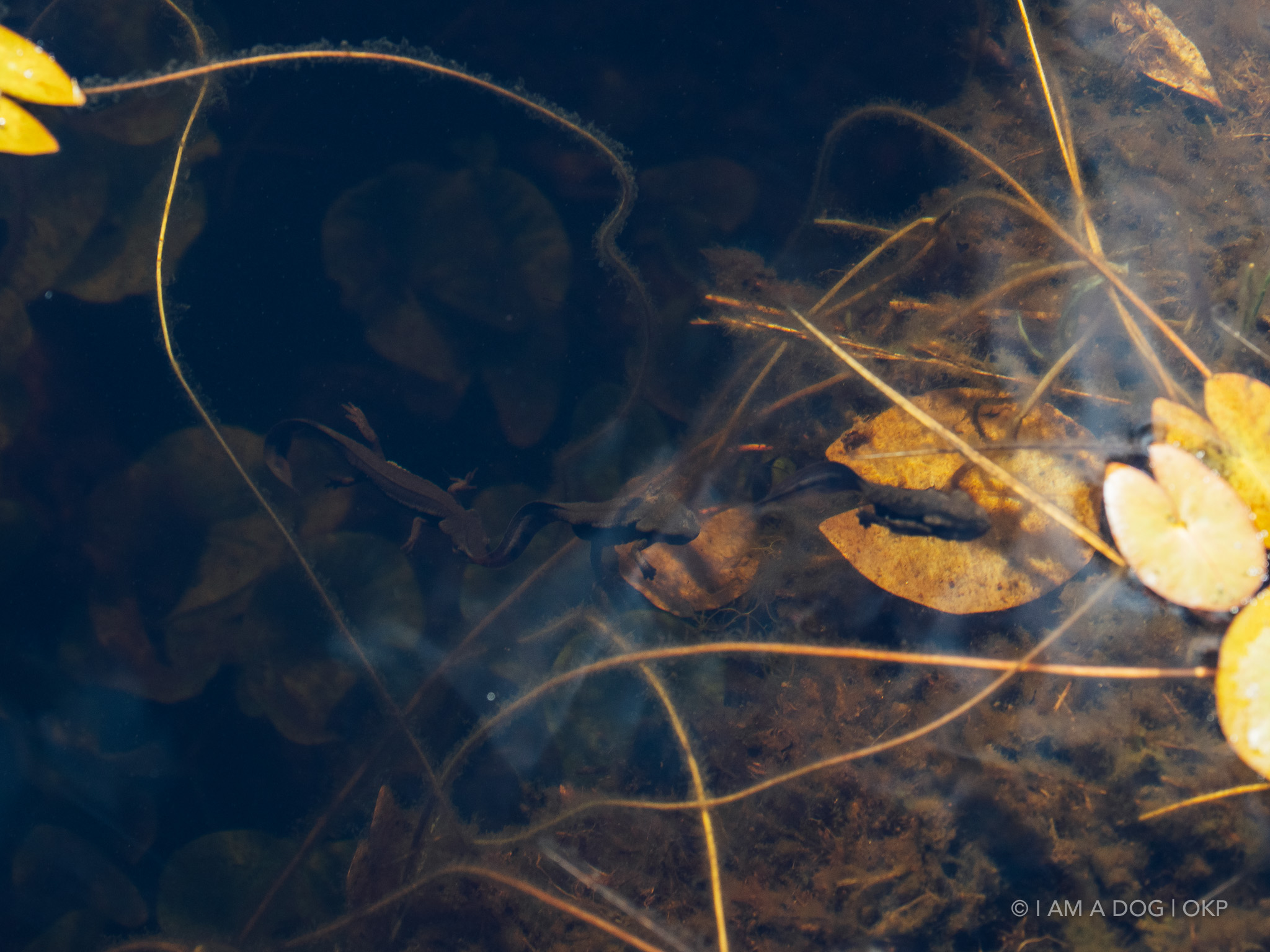 f:id:OKP:20220303190156j:plain