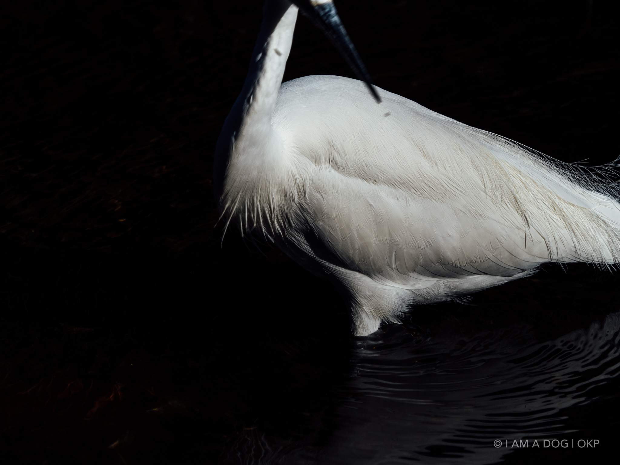 f:id:OKP:20220303190212j:plain