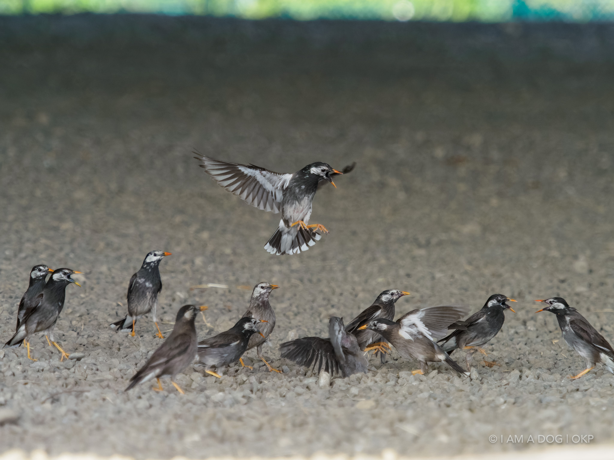 f:id:OKP:20220303190222j:plain