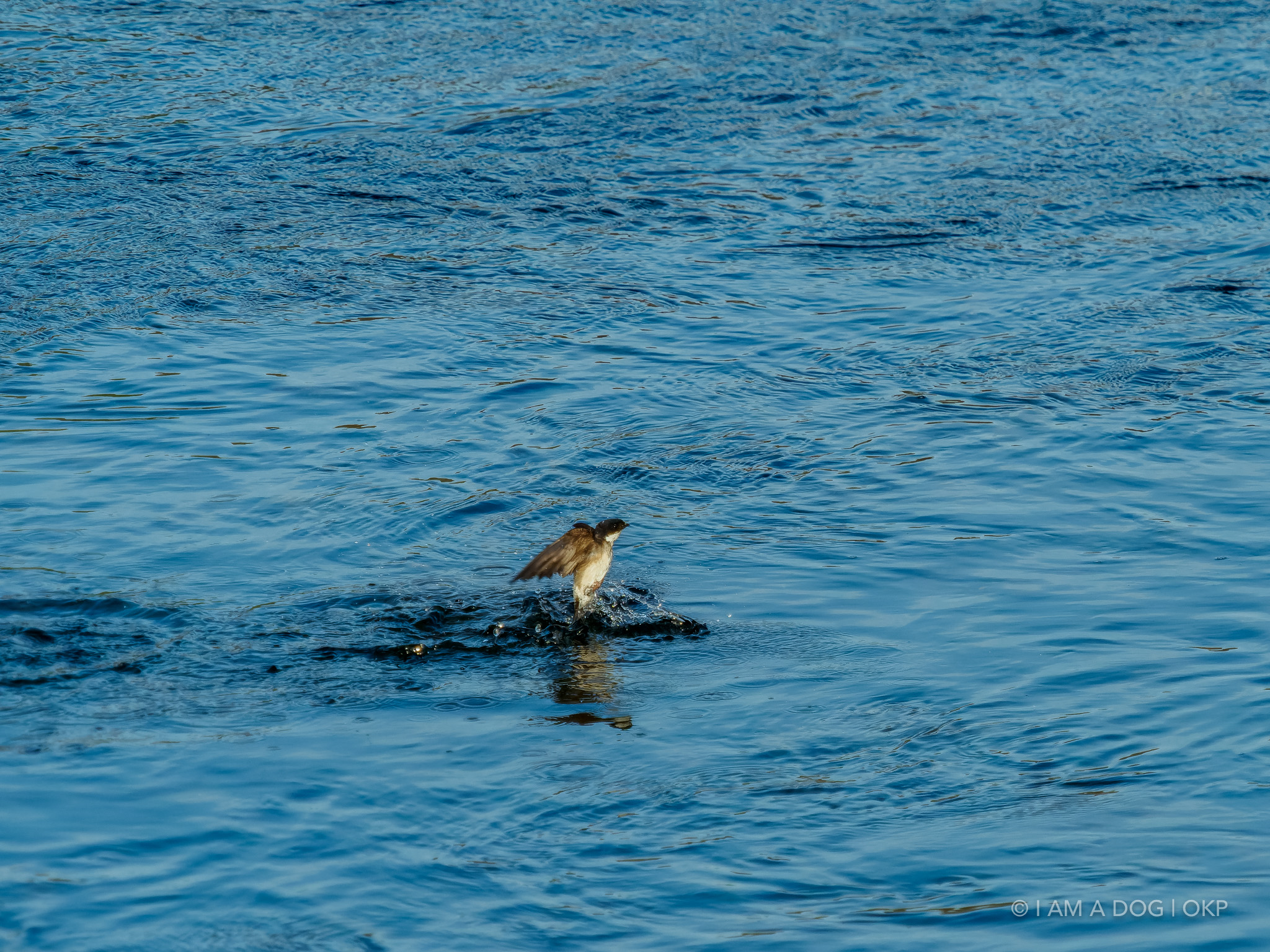 f:id:OKP:20220303190228j:plain