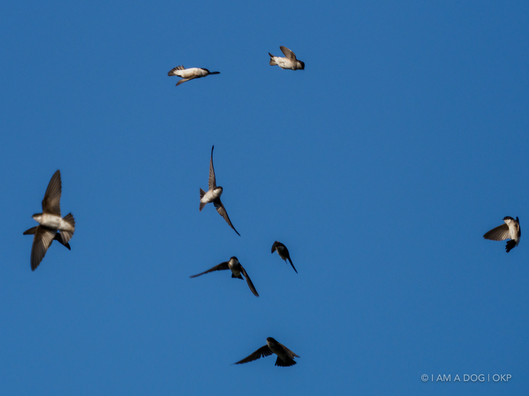 f:id:OKP:20220303190234j:plain