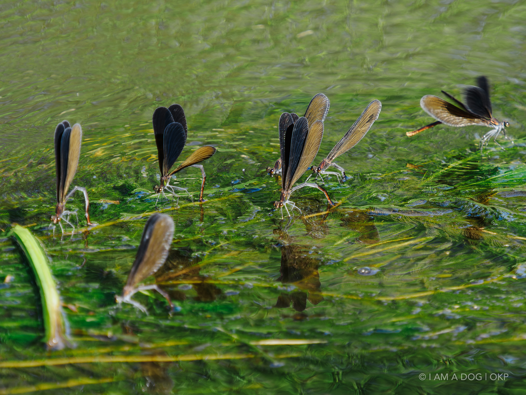 f:id:OKP:20220303190239j:plain