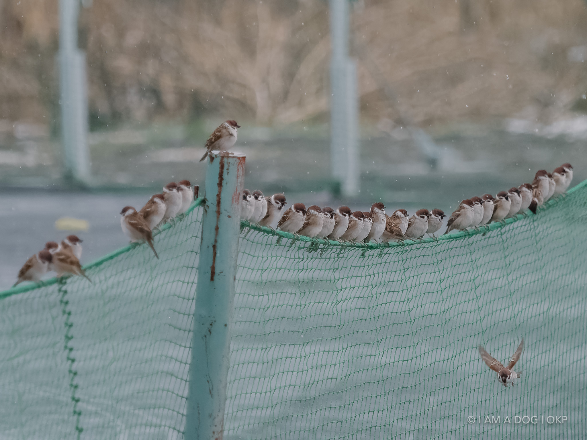 f:id:OKP:20220303190359j:plain