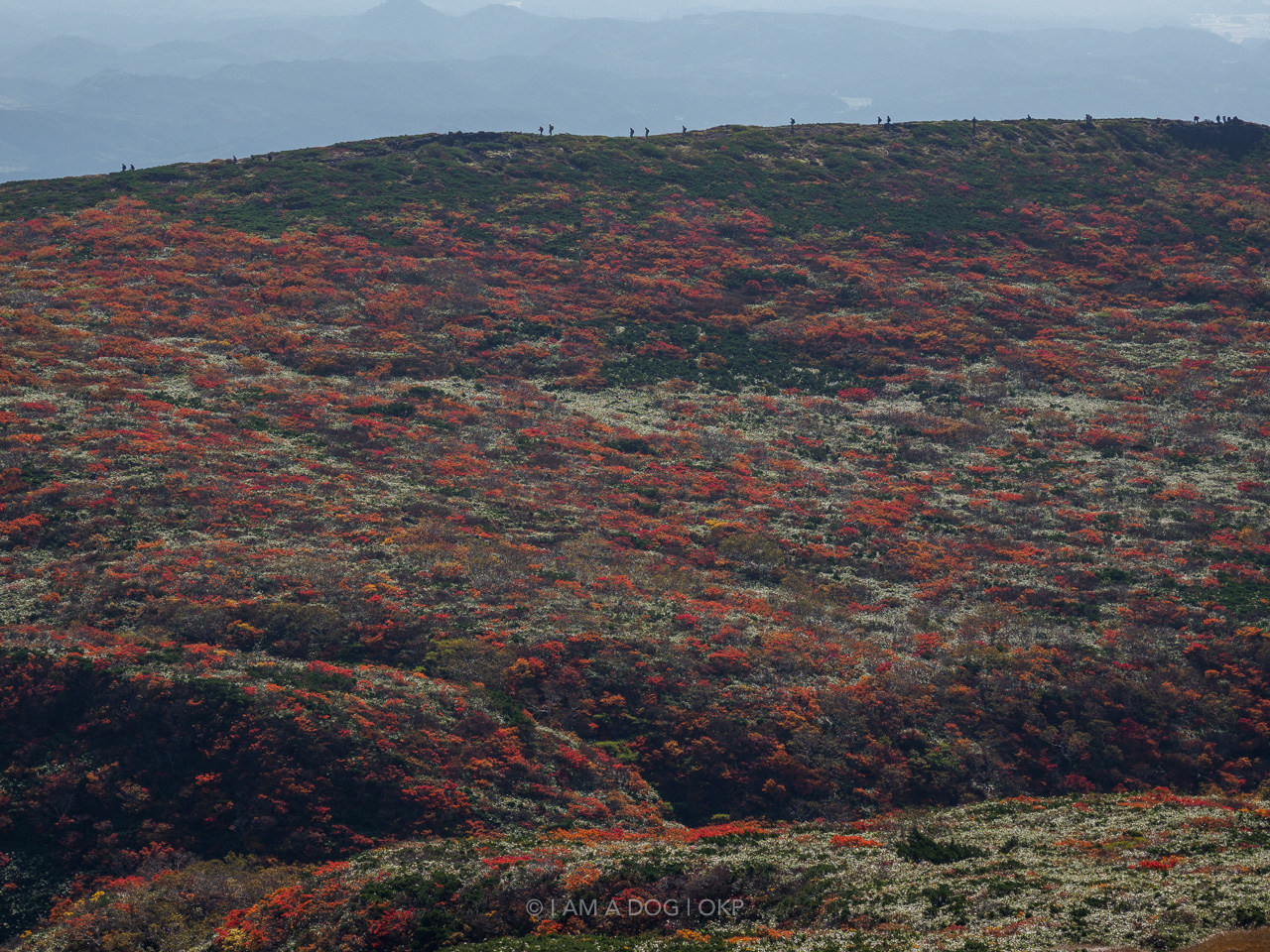 21年10月3日 東北 栗駒山の紅葉写真 I Am A Dog