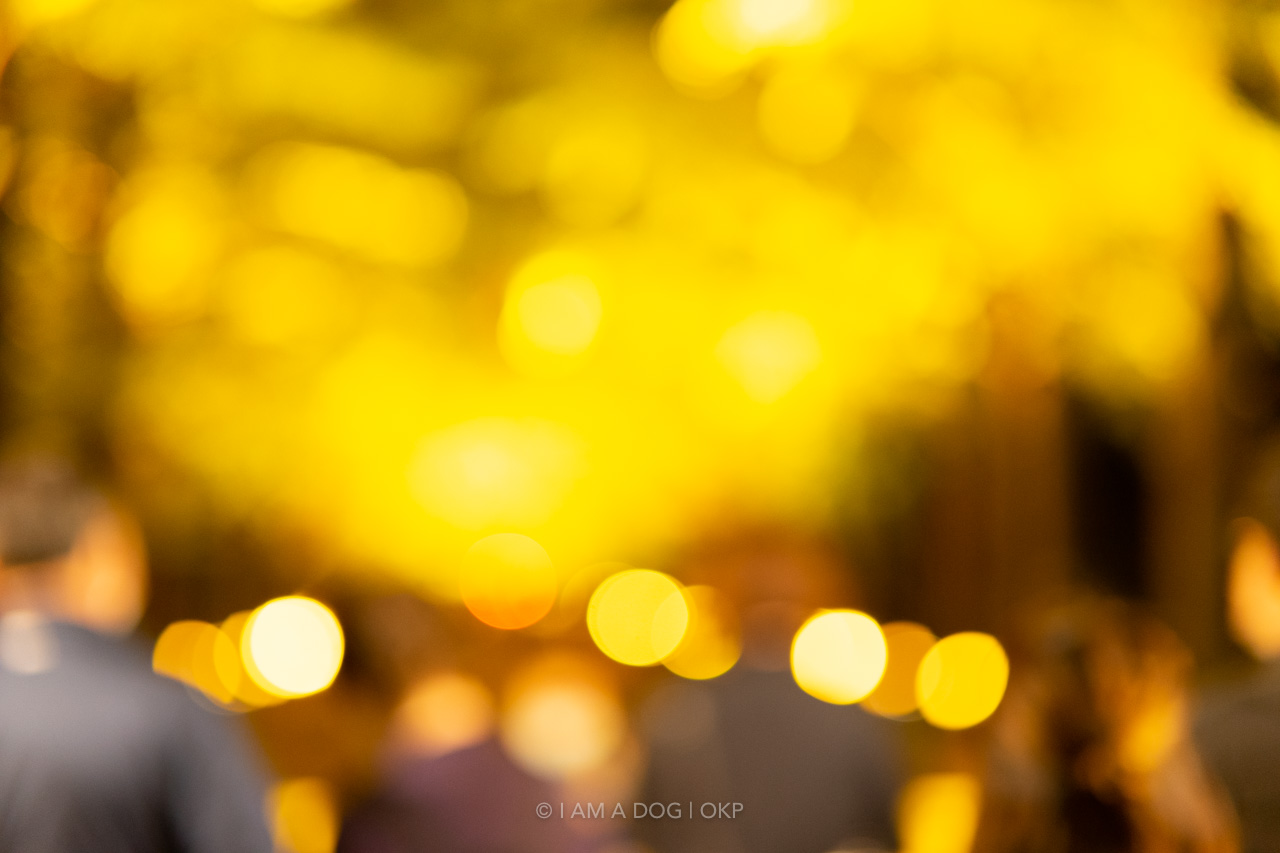 f:id:OKP:20220303232743j:plain