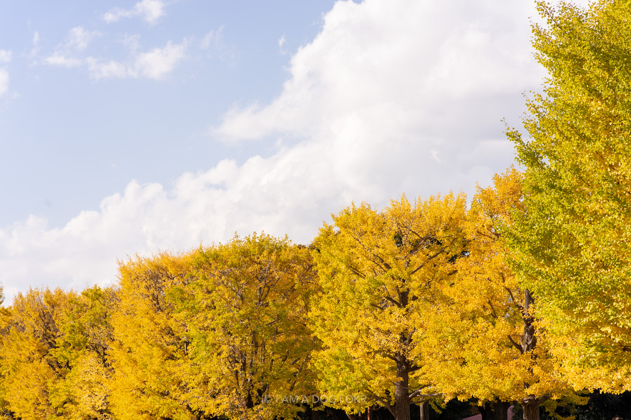 f:id:OKP:20220303232817j:plain