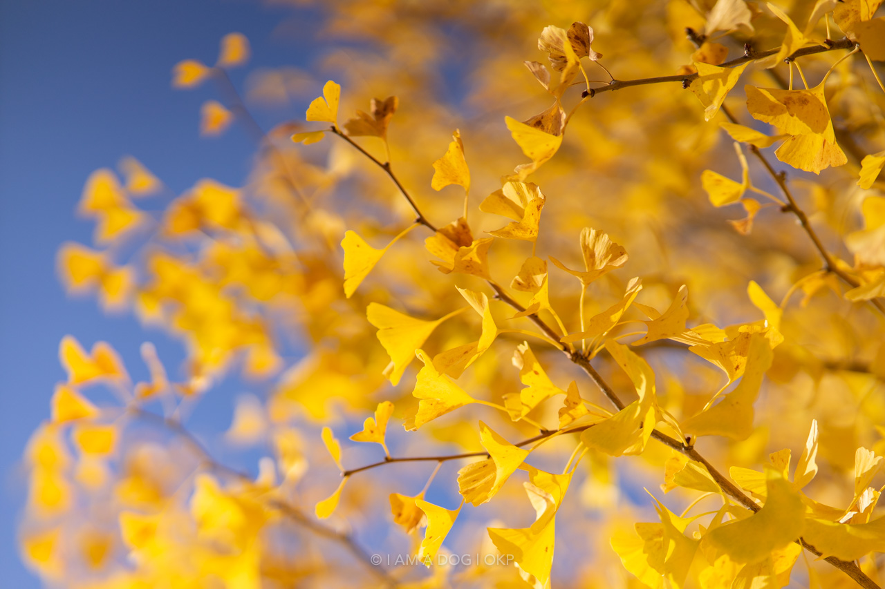 f:id:OKP:20220303232826j:plain