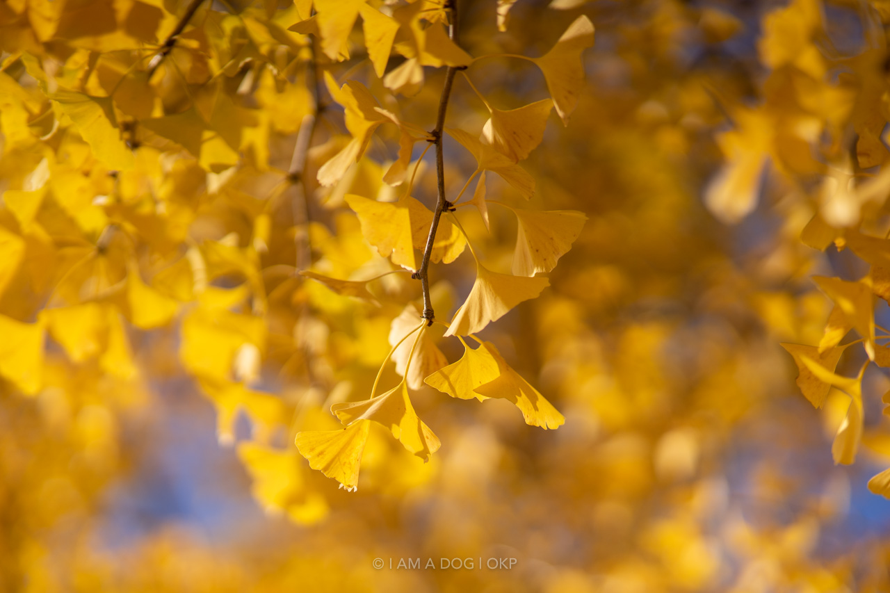 f:id:OKP:20220303232830j:plain