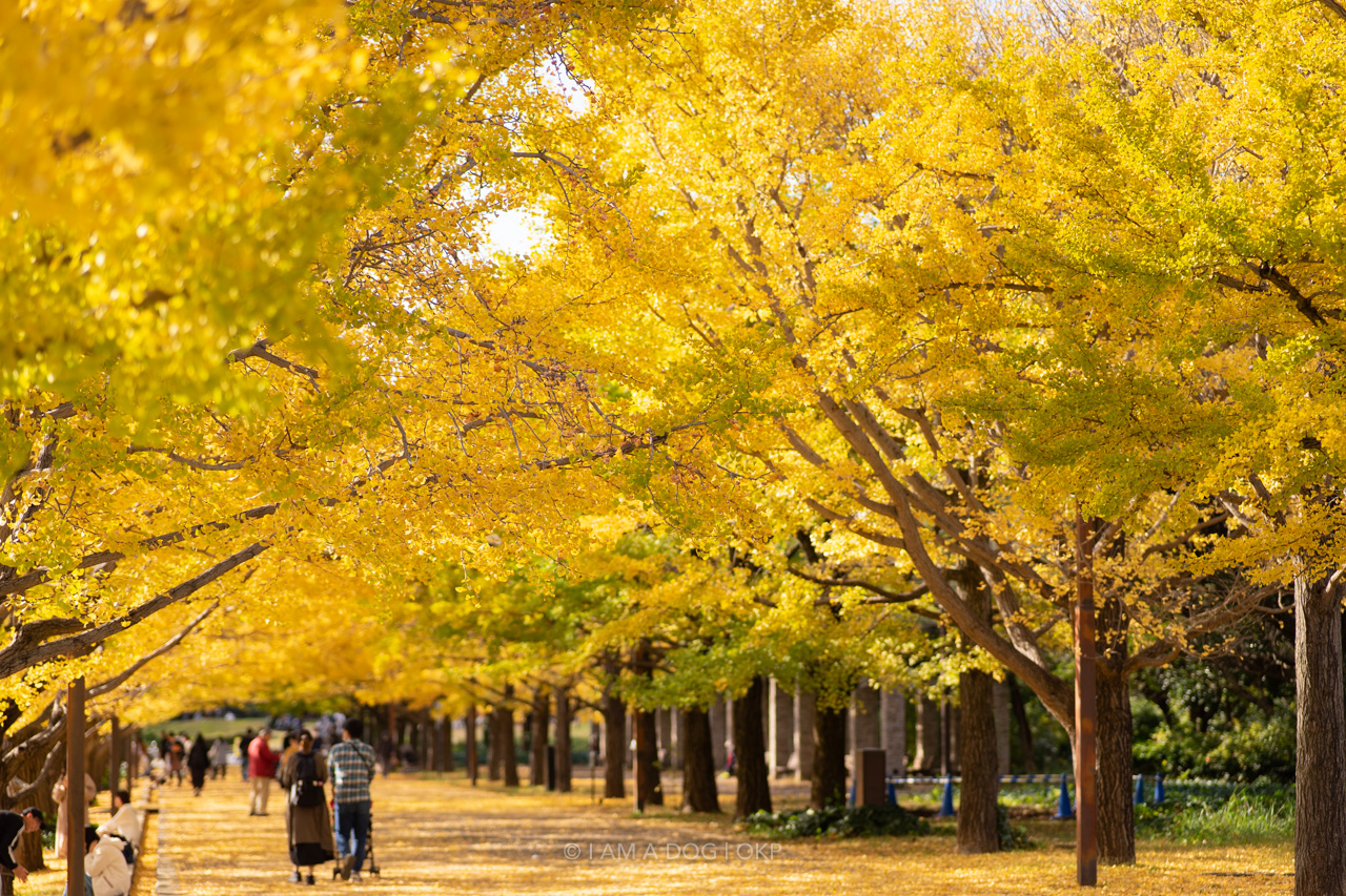 f:id:OKP:20220303232834j:plain