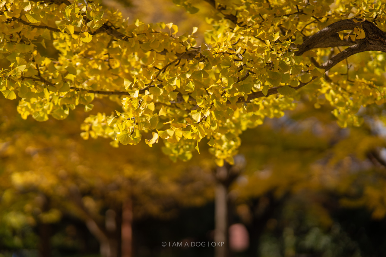 f:id:OKP:20220303232839j:plain