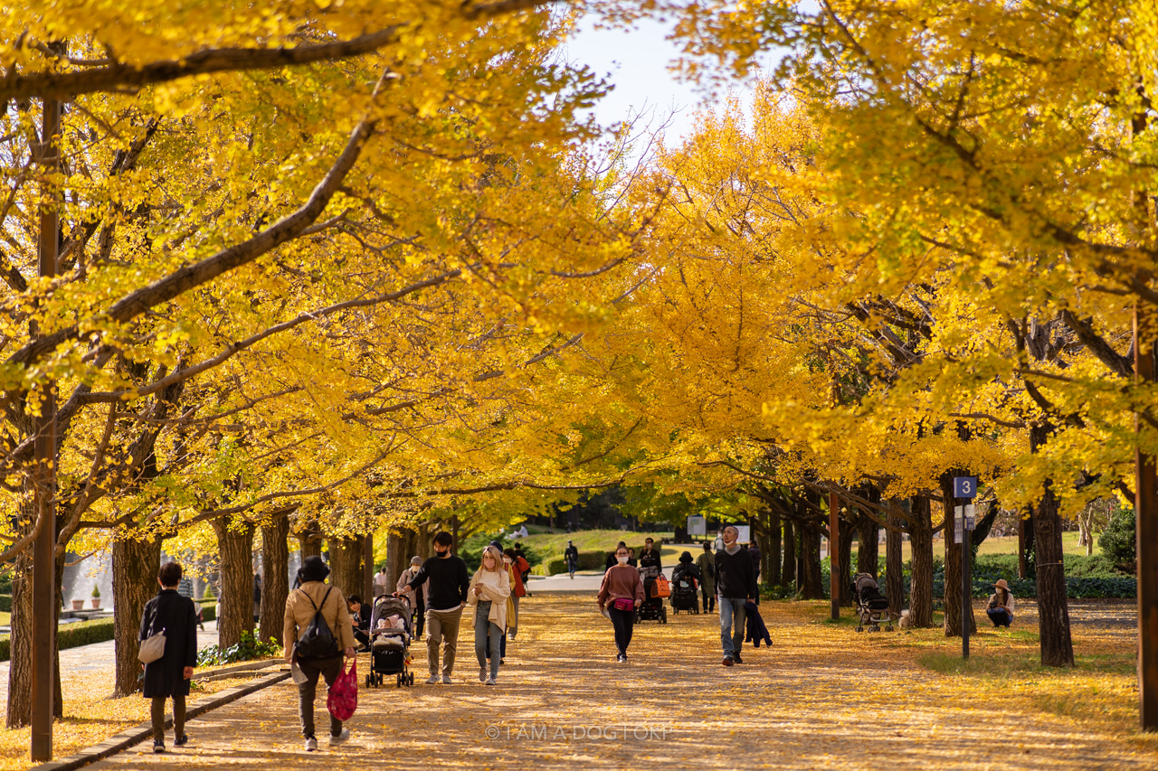 f:id:OKP:20220303232843j:plain